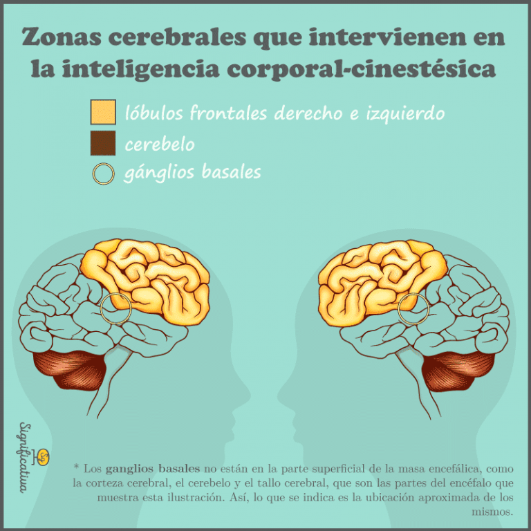 Inteligencia corporal-cinestésica: definición, función, áreas del ...